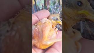 Baby bird almost fell [upl. by Thia]