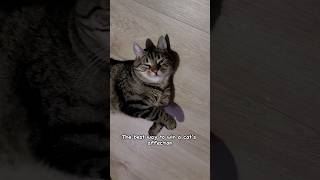 How Cats Choose Their Favorite Person 😺 cat catlover catvideos [upl. by Tabb]