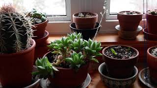 Haworthia cooperi in bloom January 2024 [upl. by Jerold]