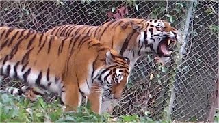 Siberian Tiger swimming  Jegor and Ahimsa  Tierpark Hellabrunn [upl. by Baal621]