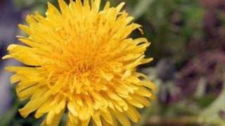 Dandelion by Tevin Campbell [upl. by Airrehs]