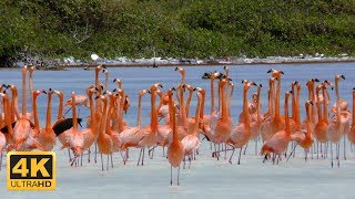 Tauchparadies Bonaire 4K DOKU 2016 [upl. by Carnahan829]