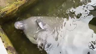 Massive manatee rolls upside down to drink fresh water dropbydrop [upl. by Malachy]