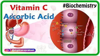 Vitamin C  Ascorbic acid Animation  MetabolismSources Synthesis  functions Scurvy [upl. by Gnihc938]