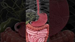 🍽️ The Stomach Lining Your Body’s Protective Barrier anatomy [upl. by Wilfred]