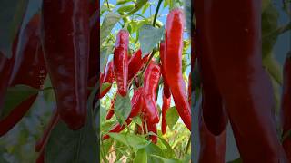 How to Grow Chili Pepper 🌶 at Home Using Simple Technique shorts plants farming [upl. by Rana714]