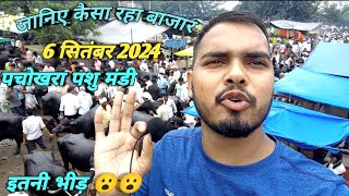 06 सितंबर 2024  Pachokhara pashu mandi जानिए कैसा रहा बाजार Buffalo market abhaydeewana36 [upl. by Mullins]