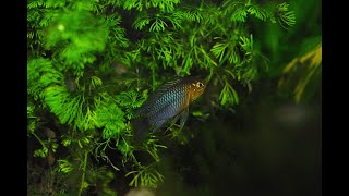 Apistogramma borelli quotParaguayquot samica z narybkiem [upl. by Aissej]