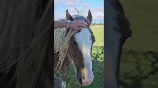 Horses allow to pet them horse farm [upl. by Wellington55]