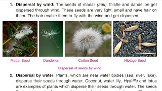 Plants  part 4  Seed dispersal ch2  class 5 science cbse DAV [upl. by Kahn]