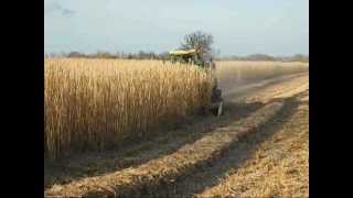 Miscanthus Grass Harvesting [upl. by Sauder]