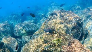 Swimming With Cichlids  Across The Rocks  Nkondwe Island [upl. by Bailar774]