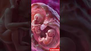 Incredible Footage of Twins Developing in the Womb [upl. by Adnak239]