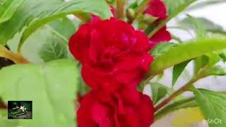 Rabindra Sangeet nabin prate  Nabin Prate song [upl. by Aryamoy883]