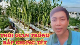 thời điểm gieo hạt trồng bắp ngô chưng tết [upl. by Randene]