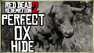 HOW TO GET A PERFECT OX HIDE  RED DEAD REDEMPTION 2 PRISTINE OX HUNT [upl. by Aronos546]