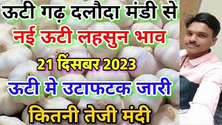 दलौदा मंडी आज का नई ऊटी लहसुन का भाव 21 दिसंबर 2023 new ooty garlic rate today daloda nai lahsun [upl. by Attenwahs]