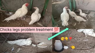 Legs problem in chicks  ilaj se behtar itihat hai [upl. by Erodisi29]