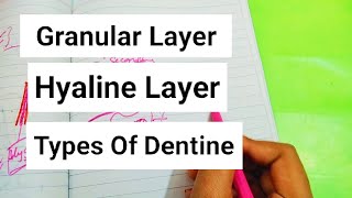 Granular Layer Hyaline Layer types of Dentine [upl. by Ahsillek560]