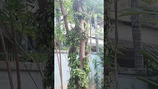 Irumban puli  Bilimbi fruit bilimbi irumbanpuli fruit kerala plant shortvideo [upl. by Ulick185]