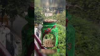 Bird feeder with old plastic container diy shorts [upl. by Ban]