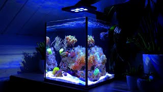 Nano Reef Tank Update Month Two No Skimmer [upl. by Metcalf]