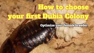 Choosing your first breeding colony  The Feeder Series  Dubia Roach [upl. by Ullman]