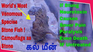 Worlds Most Venomous Fish in Ocean Waters Stone Fish [upl. by Gnehc294]