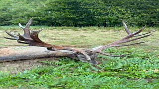 Giant Red Stag from Carpathians  Hochkapitale Rothirsch von Karpathen  Romania hunting redstag [upl. by Henrietta]