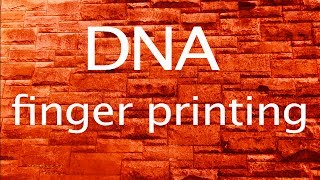 DNA fingerprintsbest video [upl. by Ancel829]