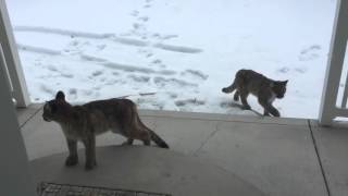 Three Mountain lions walk up to our front door [upl. by Ardnasyl]