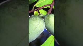 Asiminier trilobé fruit bienêtre santénaturelle food vlog youtube youtubeshorts shorts [upl. by Allayne]