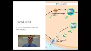 Signal Transduction in Plants [upl. by Melliw666]