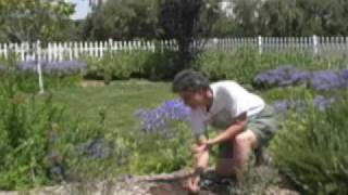 Controlling nutsedge in the garden [upl. by Flavio]