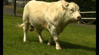 CHAROLAIS  SICILIEN [upl. by Greenwood294]