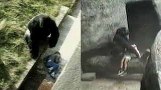 Kids Have Fallen Into Gorilla Enclosures In The Past But With Different Endings [upl. by Nolitta173]