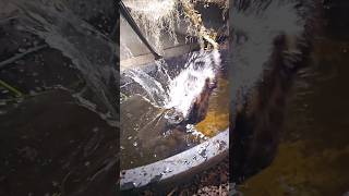 Smooth Fronted Caiman Slams Snake In Slow Motion share trending viral shorts food subscribe [upl. by Refeinnej]