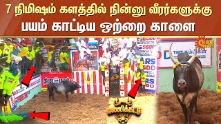 Alanganallur Jallikattuல் 7 நிமிஷம் களத்தில் நின்னு வீரர்களுக்கு பயம் காட்டிய ஒற்றை காளை  Sun News [upl. by Haidabej291]