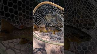 Oak Creek Canyon Wild Brown Trout Sedona AZ [upl. by Sothena]