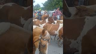 chincoteague pony Parade 2024 [upl. by Ekusuy]