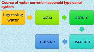 Grades of sponge structure Asconoid Syconoid and Leuconoid Sponges [upl. by Amuwkuhc45]