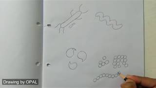 Biology Practical copy Bacteria [upl. by Nmutua966]