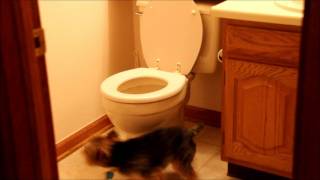 Cute Yorkie flips out at toilet ORIGINAL [upl. by Blain972]