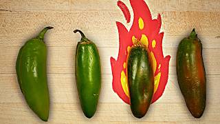 Why some jalapeños are SO much spicier than others [upl. by Elfrieda96]