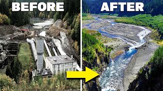 How The Largest Dam Removal Of All Time Brought An Entire Ecosystem Back From Extinction [upl. by Rodgers]