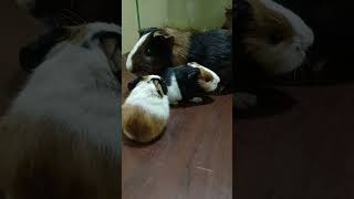 GUINEA PIG gave birth pets guineapig cute animals [upl. by Ailido]