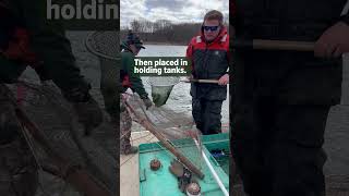 Northern Pike Netting on Conesus Lake [upl. by Konstantine]