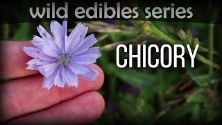 Chicory  Wild Edibles Series [upl. by Vandervelde393]