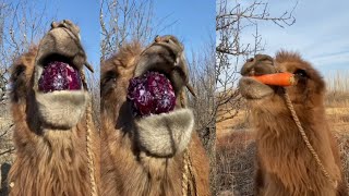 Camel Eating Cactus ASMR Relaxing Nature Sounds asmr camel camellife camelsoundquot [upl. by Emmons]