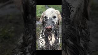 Why Muddy Dogs Are The Happiest Dogs [upl. by Mccallion]